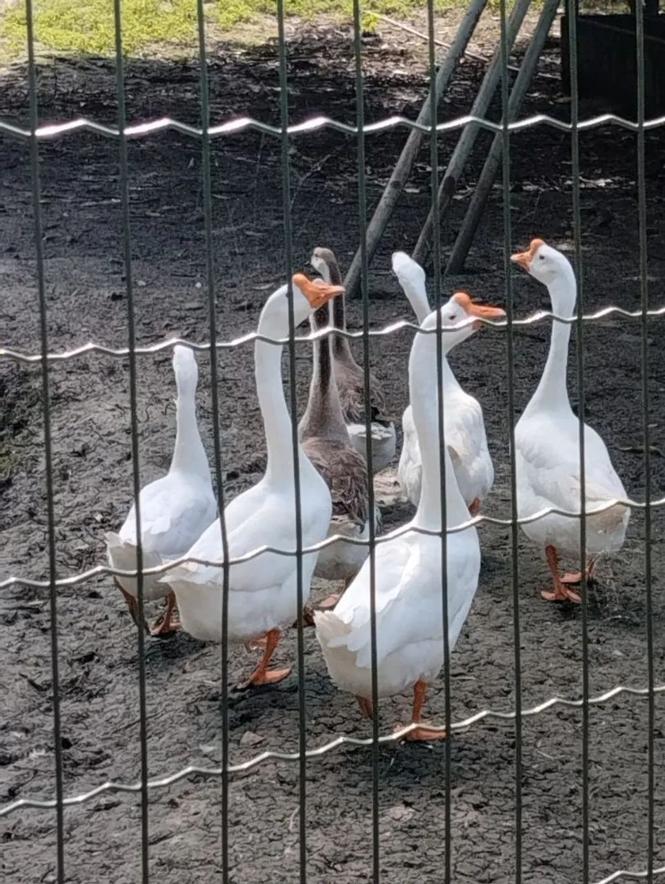 Gansos sinaleiros - Foto 4