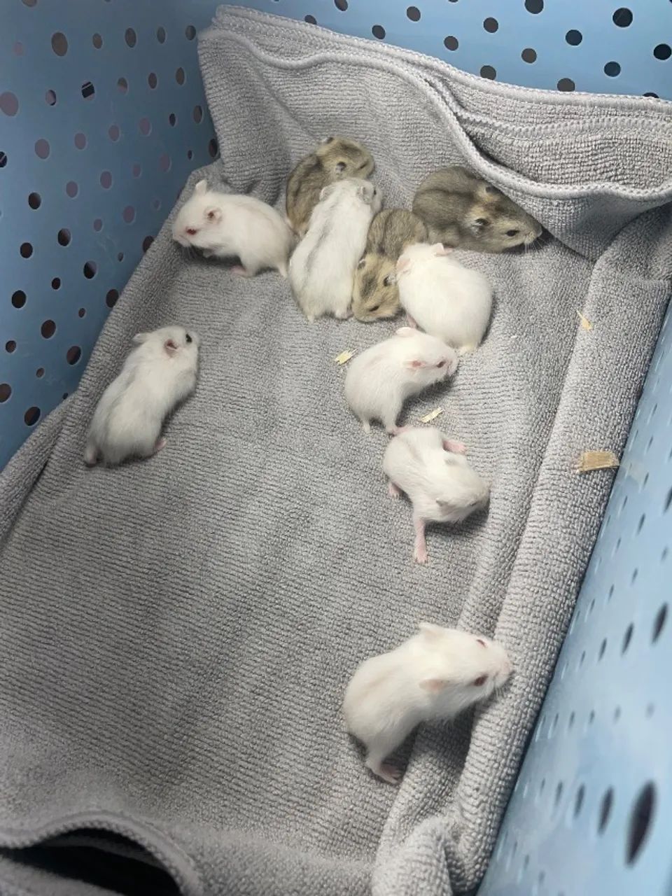 Hamster anao russo 64167794168067124