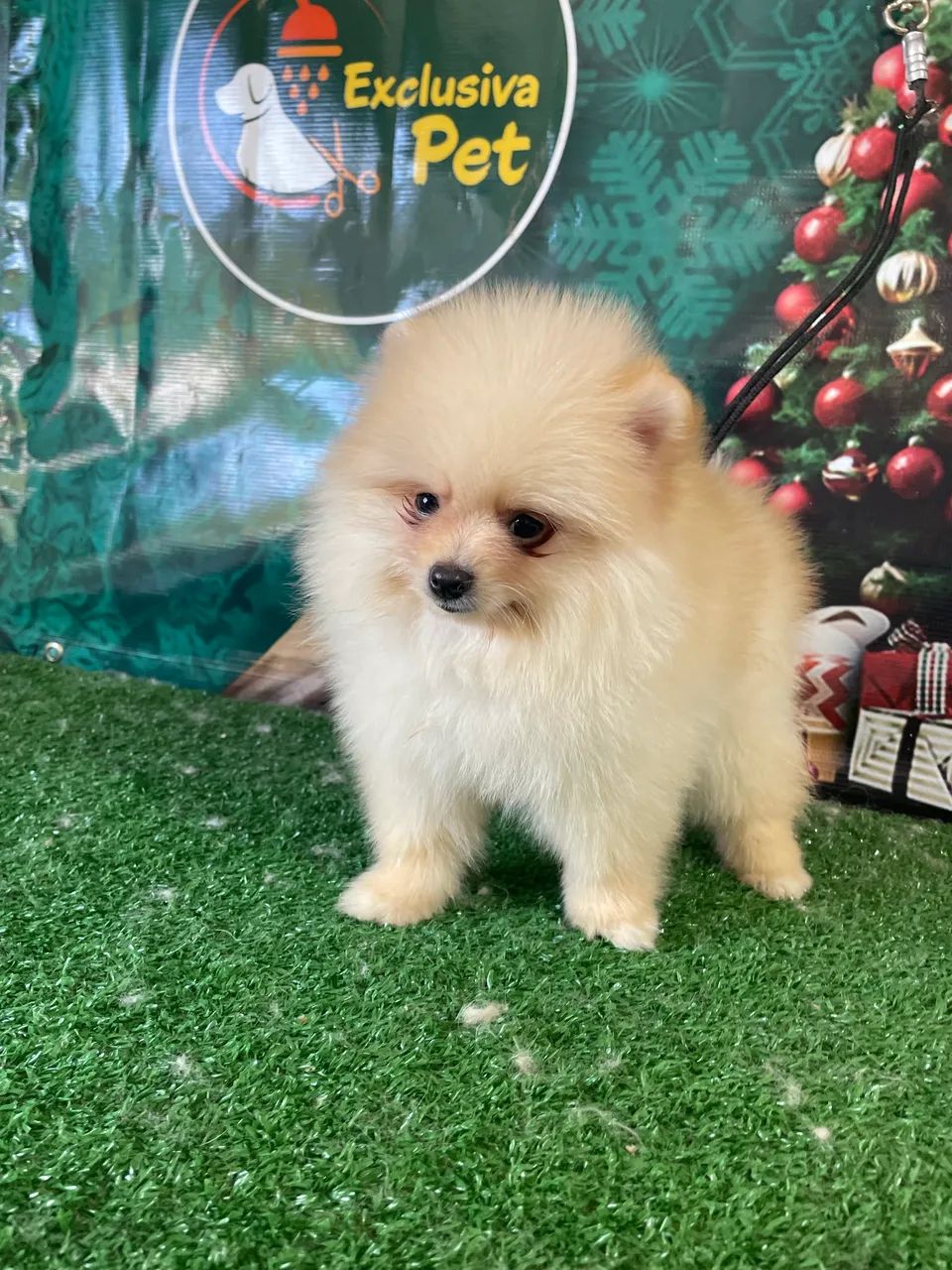 Lindos machinho de Lulu - Foto 3