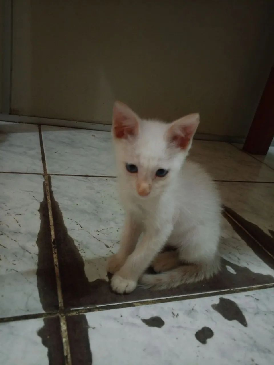 Gatinho branco lindo e dócil para adoção