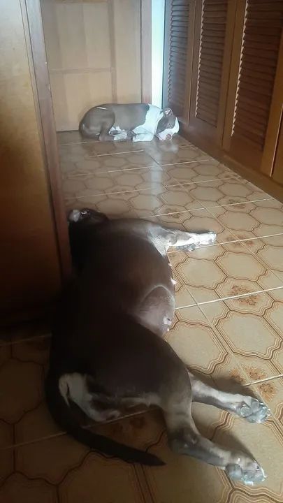 Filhote de Pitbull  - Foto 6