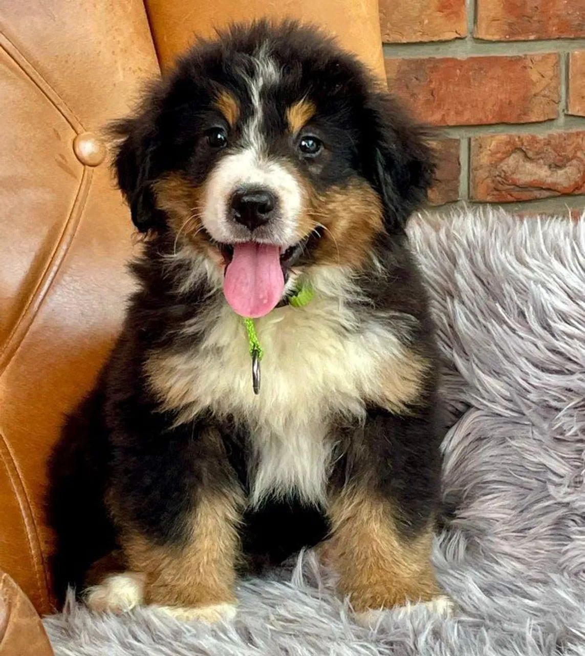 Filhote de Bernese  mountain Encantador