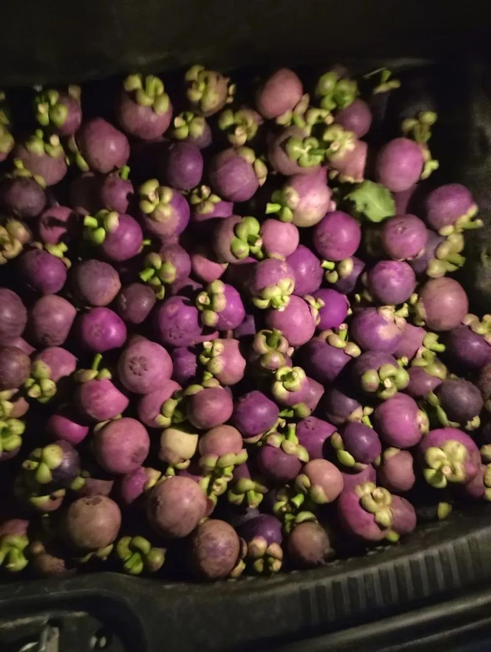 Mangostão em manaus