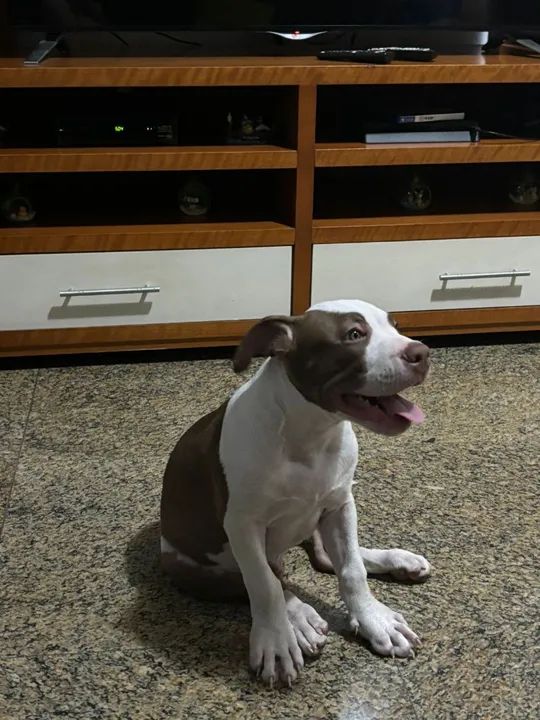 Filhote de Pitbull  - Foto 3