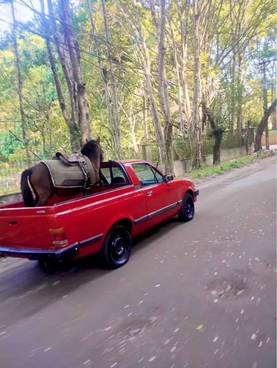 Pônei para passeios - Ideal para crianças - Foto 5