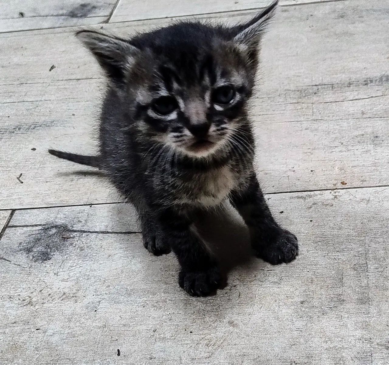 Doação de 5 gatinhos lindos 