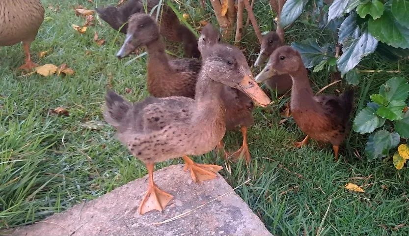 Vendo filhotes de MARRECO R$30,00