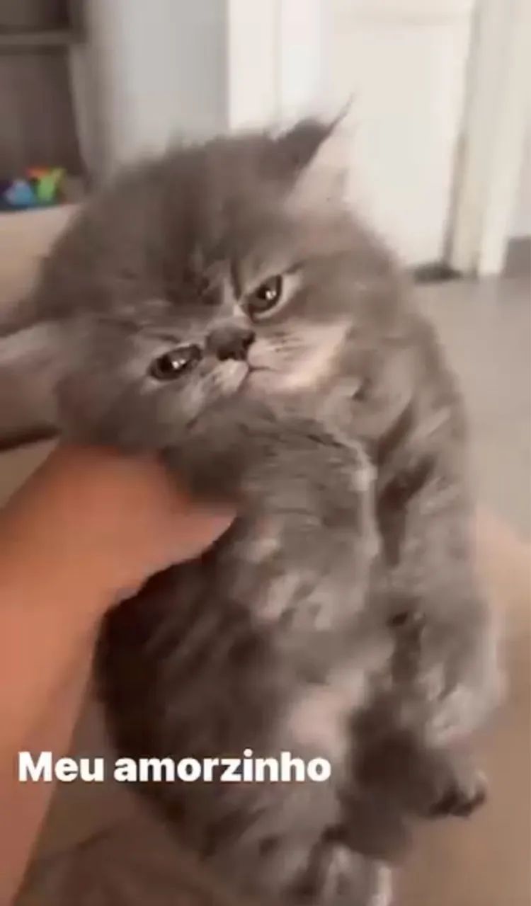 Vendo gato persa (fêmea )