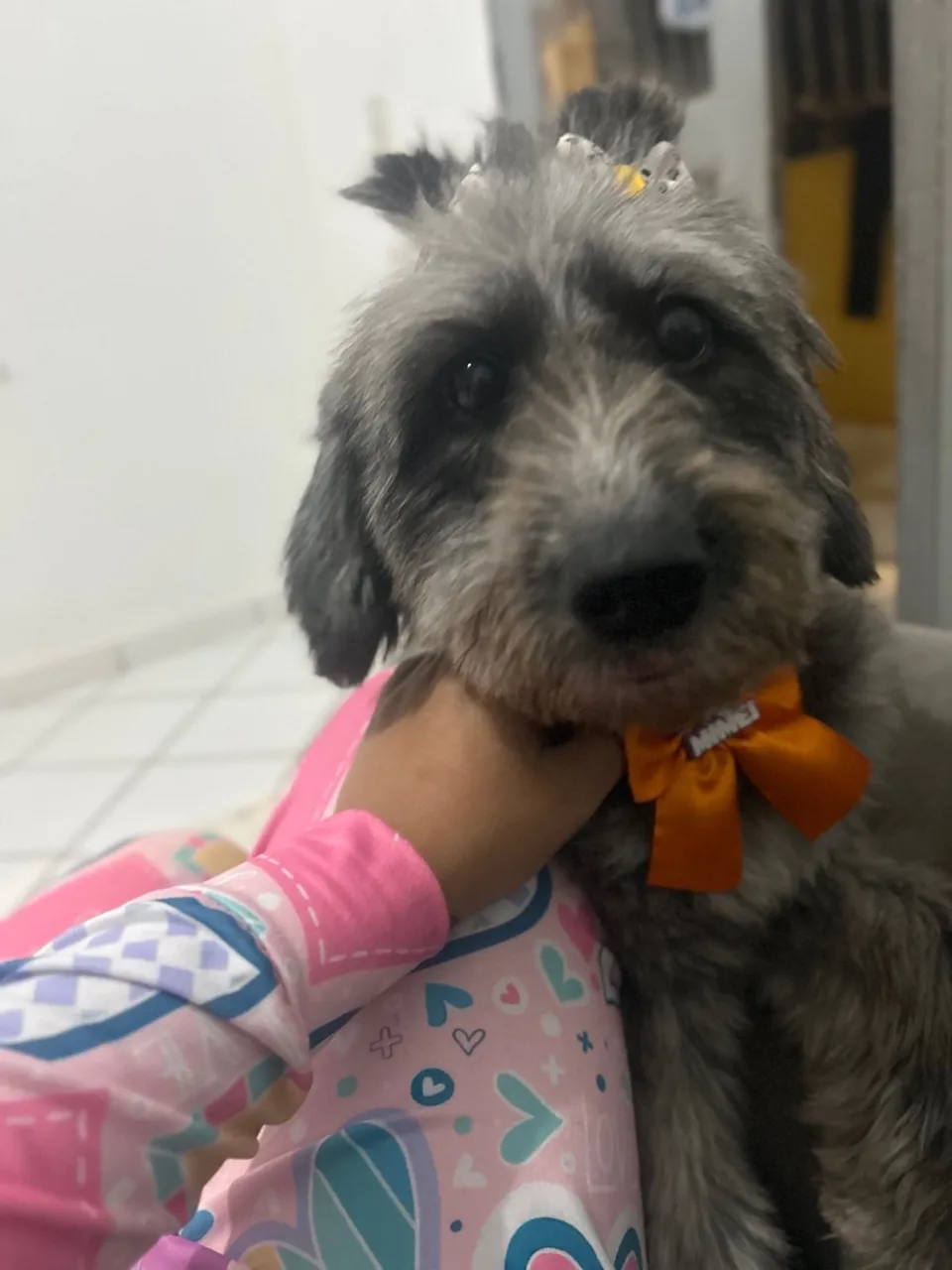 Poodle com vira-lata Dócil muito carinhosa porte grande