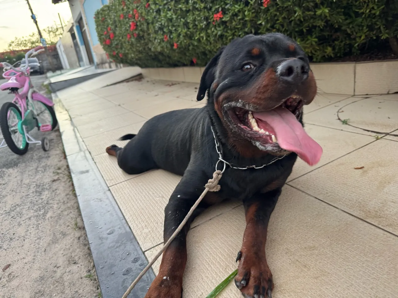 Rottweiler para adoção