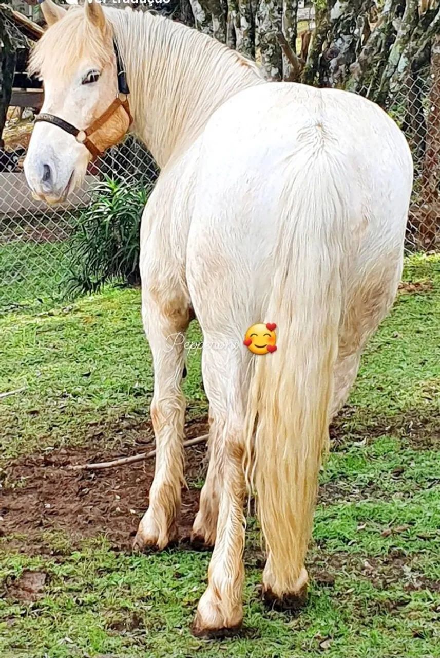 Cavalo Percheron lindo manso Castrado  - Foto 4