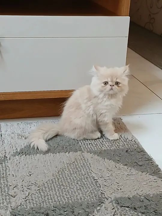 Filhote fêmea de persa - Foto 3