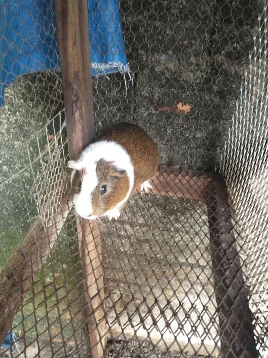 Quatro porquinhos da índia fofinhos  - Foto 2