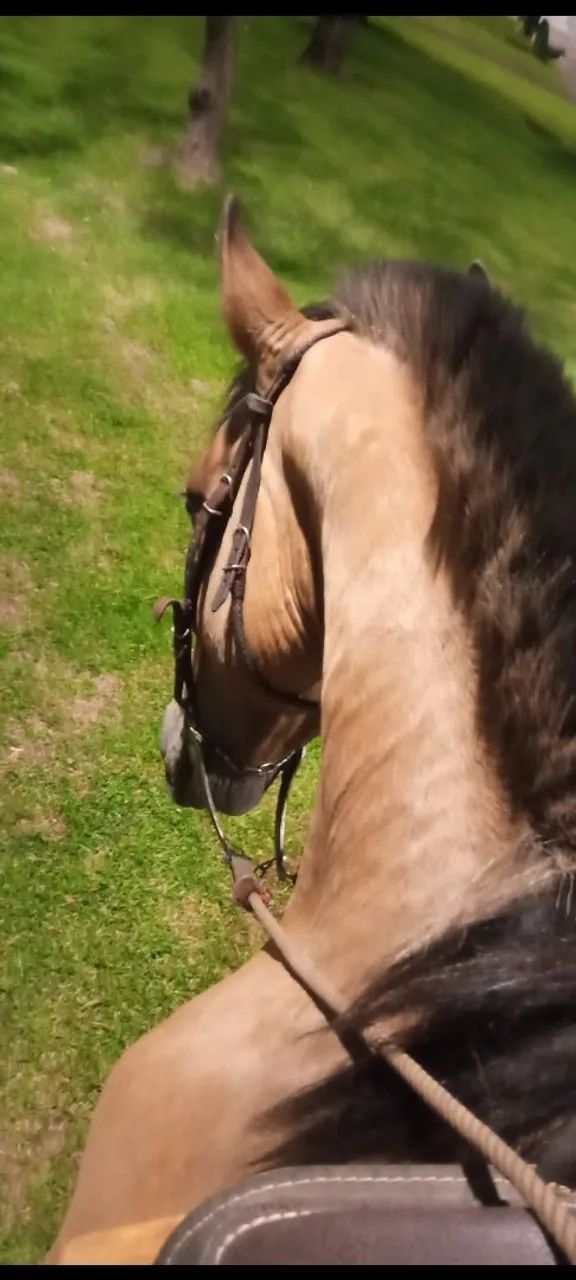 Cavalo crioulo  - Foto 2