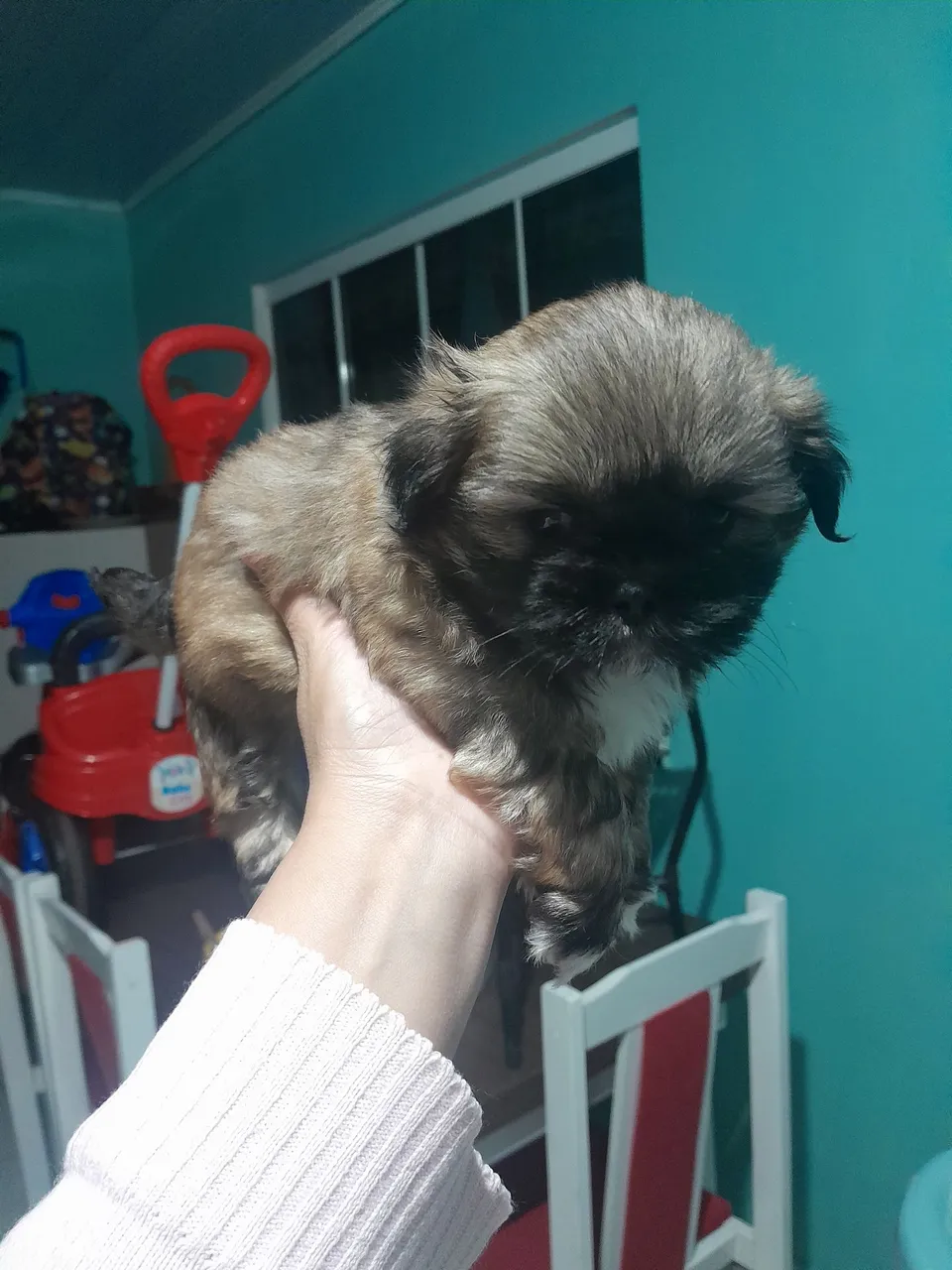 Filhote Shih Tzu para adoção