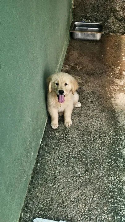 Golden retriever- O Golden dos Seus Sonhos Está Aqui 