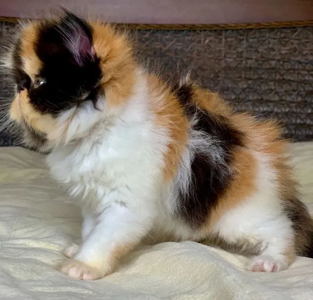 Show De Gata Persa filhote Feméa tricolor pelo longo extremadissima,C/55 Dias Super Linda. - Foto 4