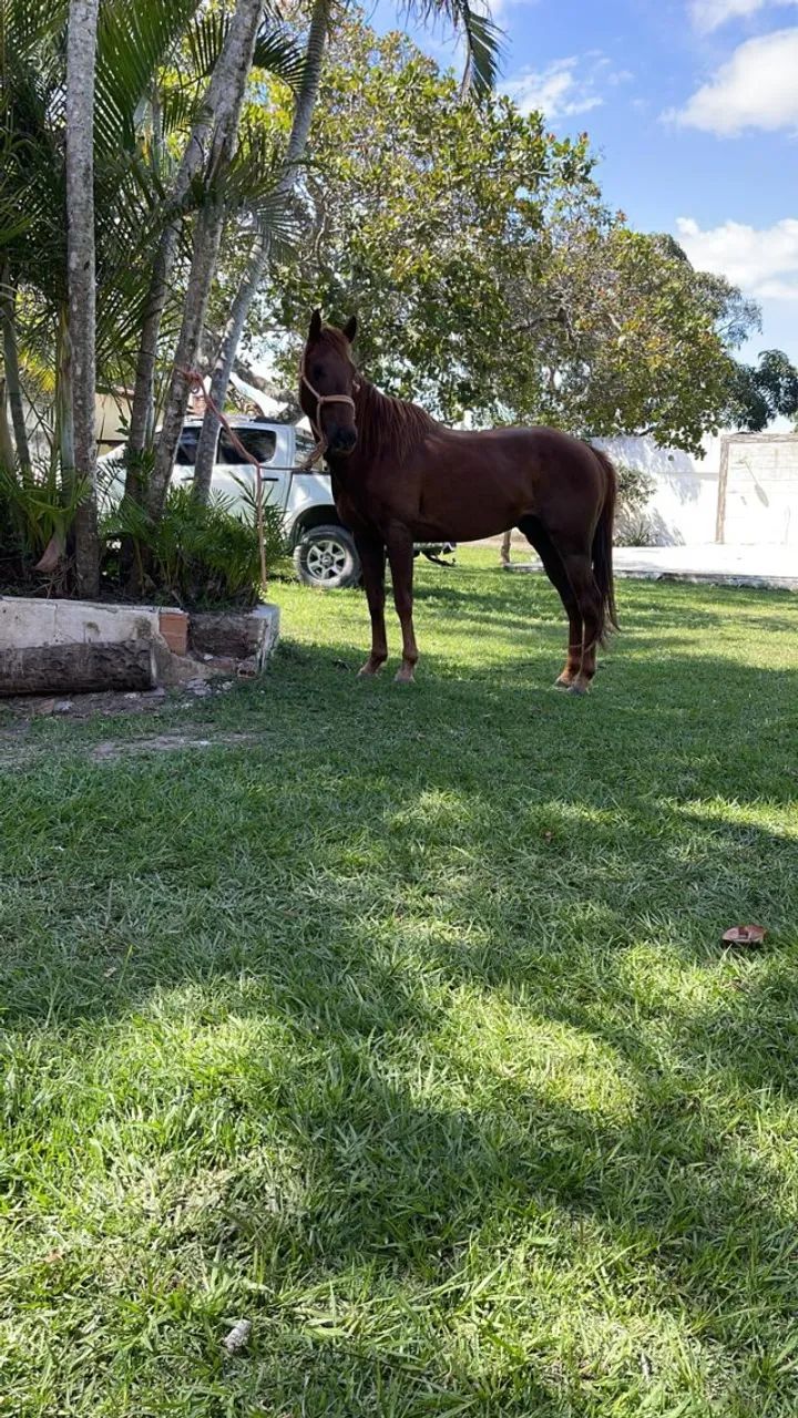 Cavalo Quarto de Milha Registrado  - Foto 2