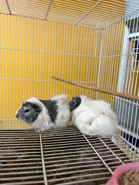 Porquinho da india - Foto 3