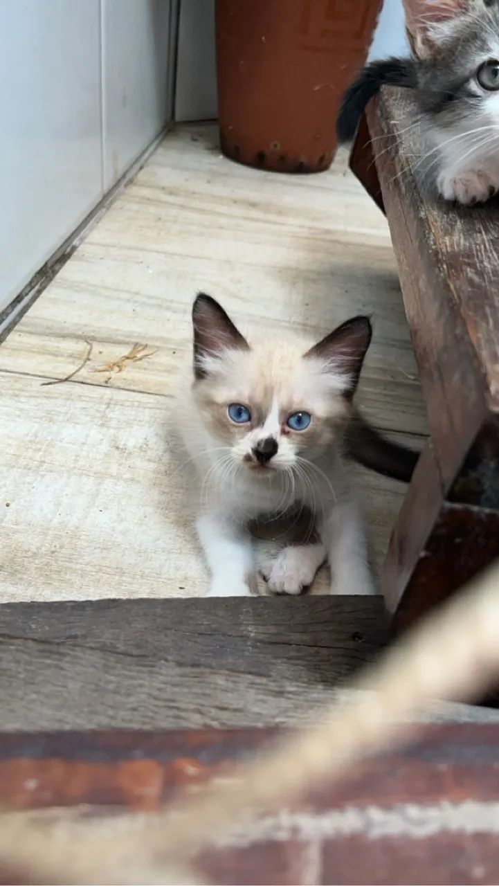Gatinhos fofinhos para adoção responsável - Foto 2