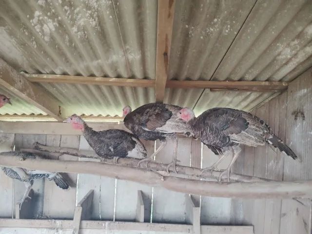 PERUS  MACHOS JOVENS MARRONS LINDOS