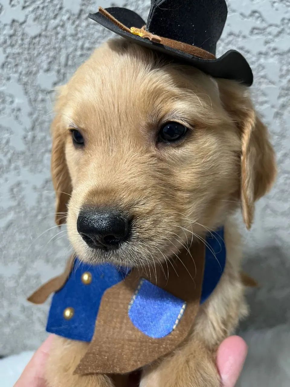 Filhote Golden Retriever com chapéu de cowboy
