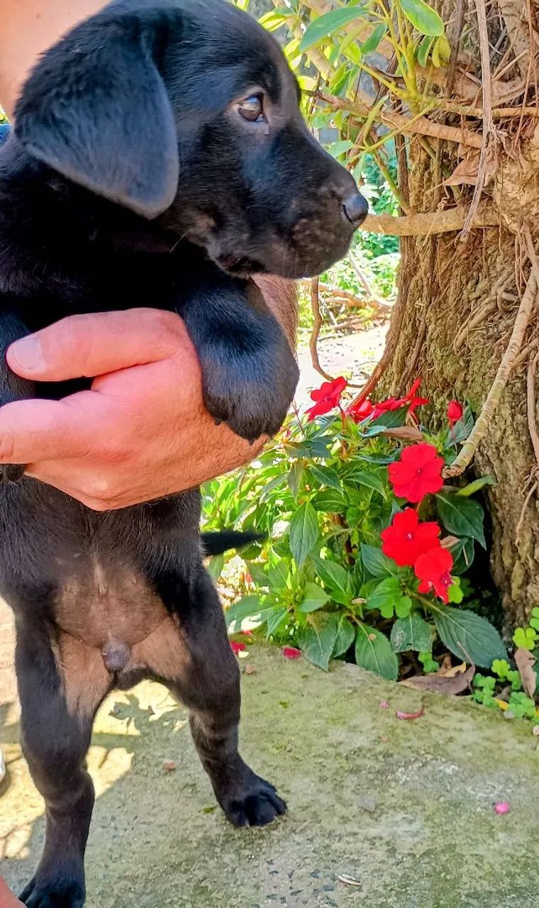 Filhotes de Labrador. Apenas machos! Entregues vacinados e vermifugados!!  - Foto 2