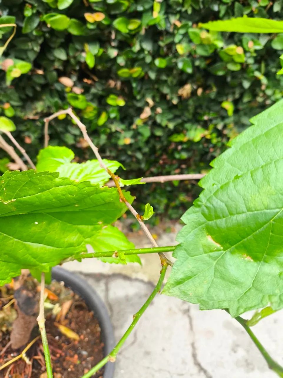 Bonsai Amora  - Foto 4