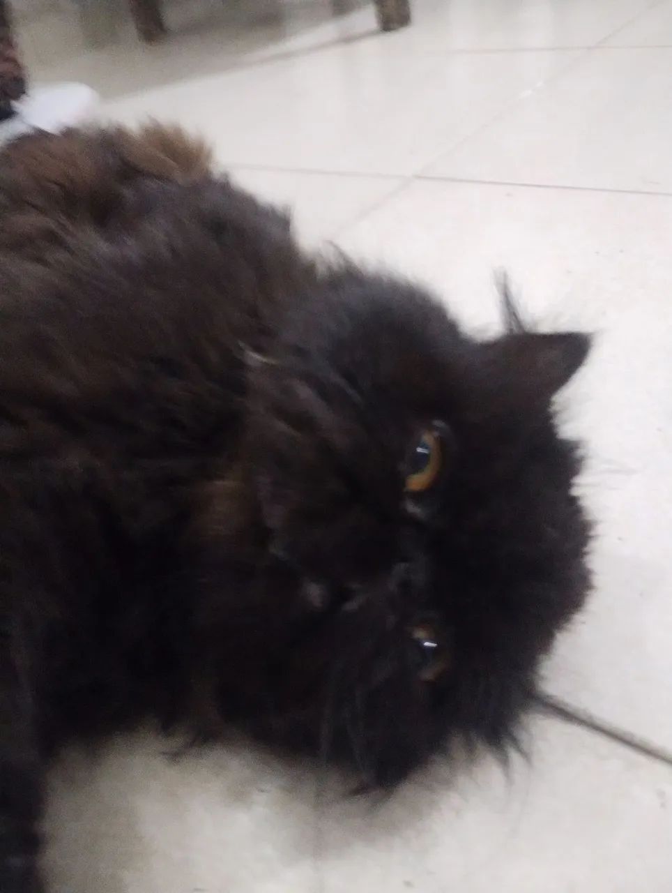 Gato Persa Preto - Adorável e Carinhoso