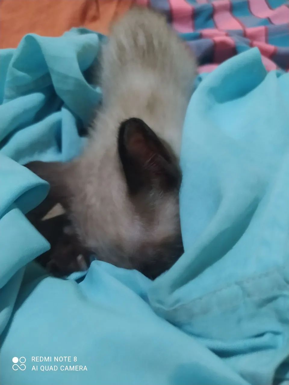 Gatinho Fofo para Adoção - Foto 2