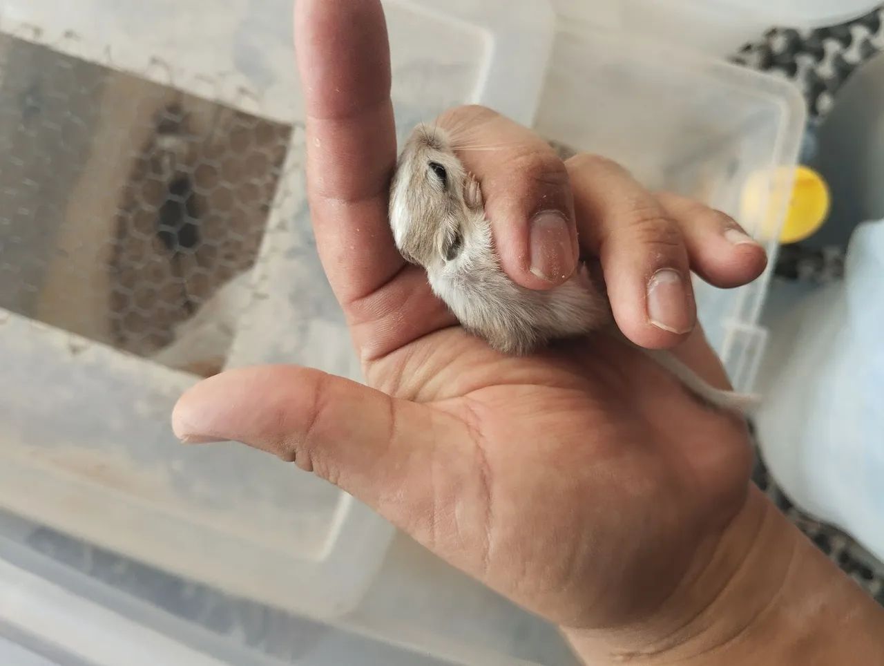 Filhotes de  Gerbil a venda. - Foto 4