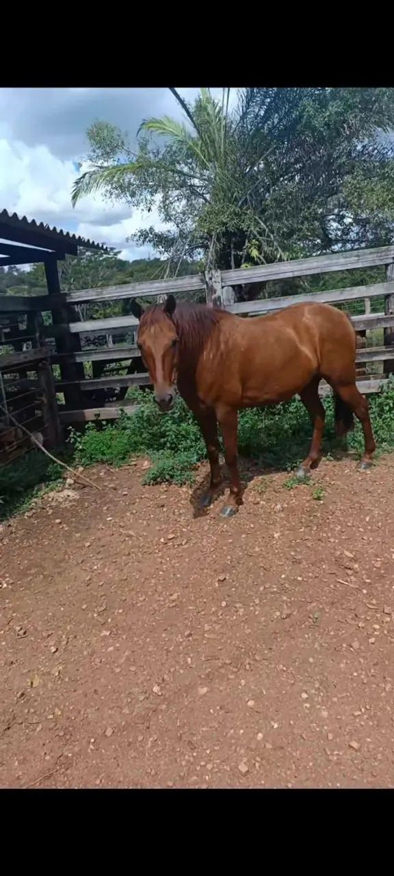 Vendo cavalo alazão cavalo muito grosso grande 2.700 - Foto 4
