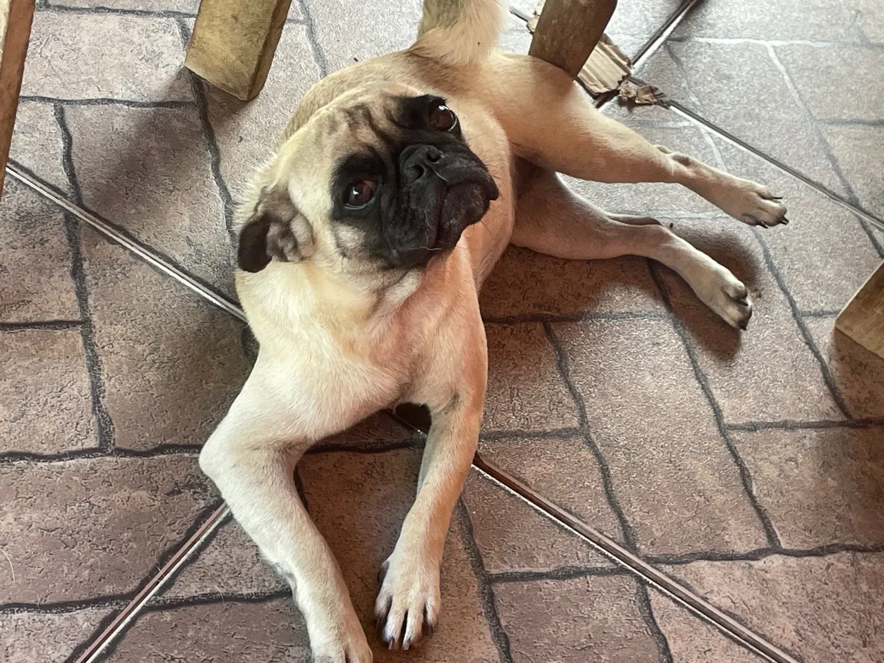Pug - fêmea