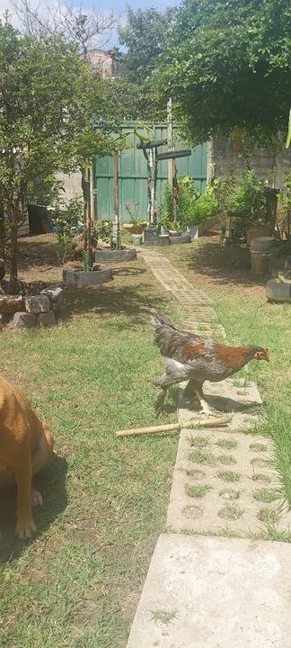 Frango brahma x caipira - Foto 2