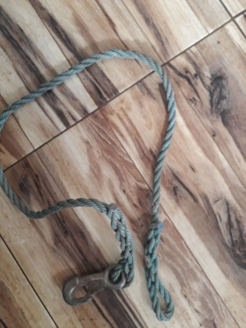 Correia para cachorro