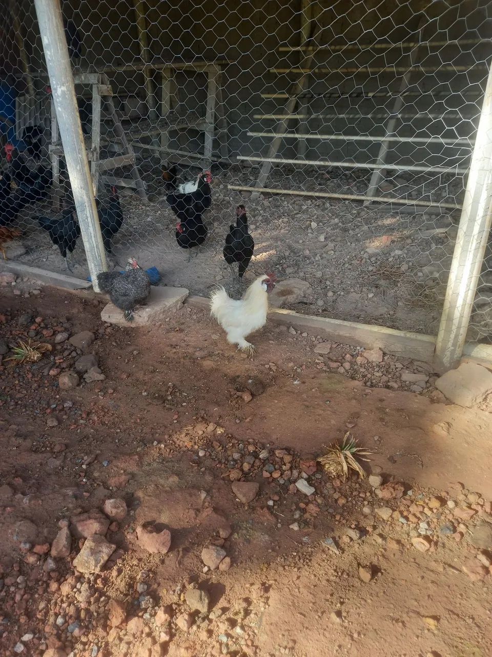 Galinha ornamental Sedosas do Japão  - Foto 5