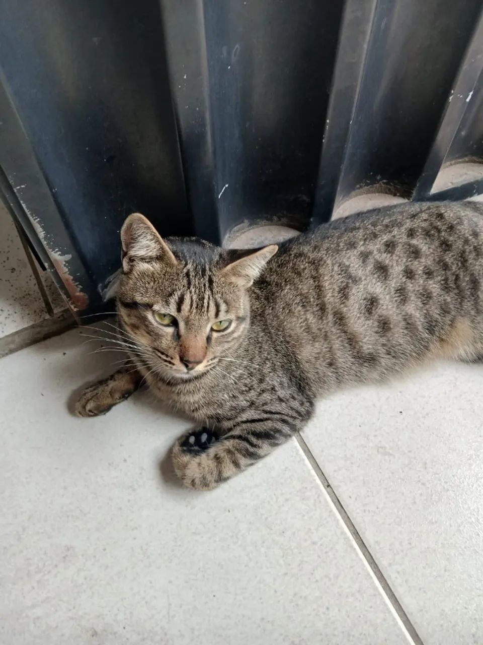 Gato Macho