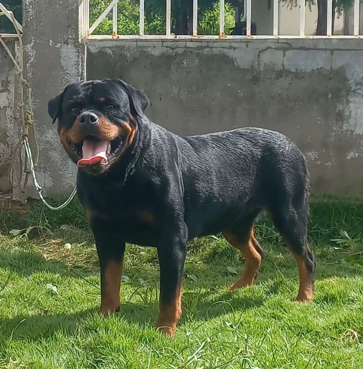 Rottweiler 2 anos para quem sabe o que é bom - Foto 2