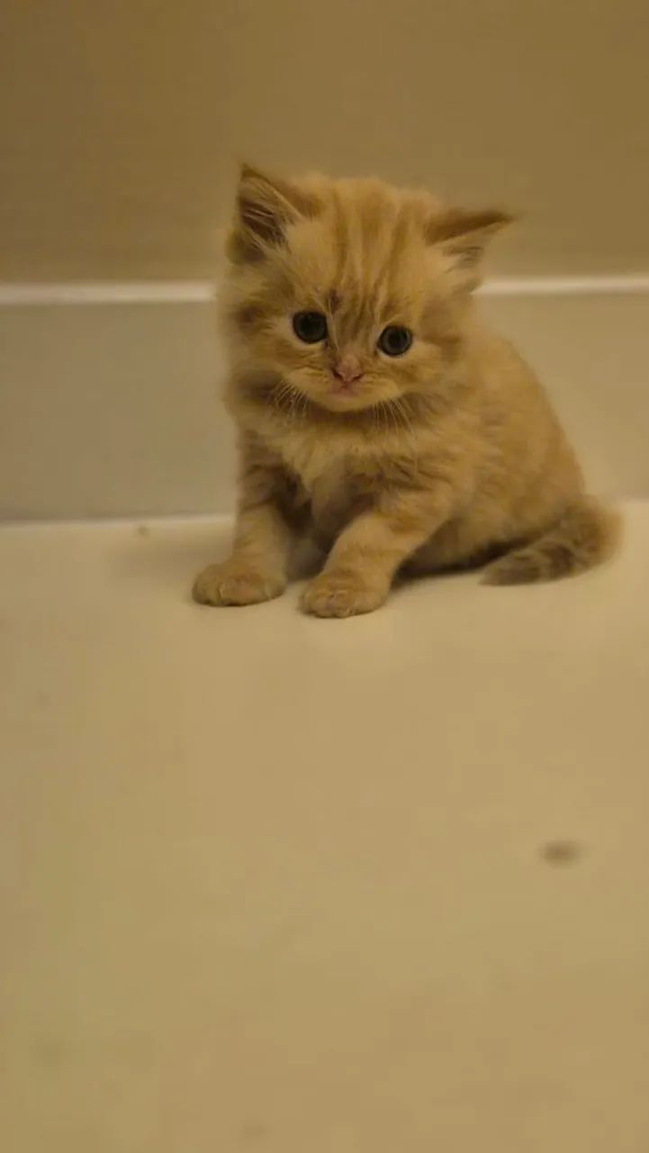 Gato  - Foto 2