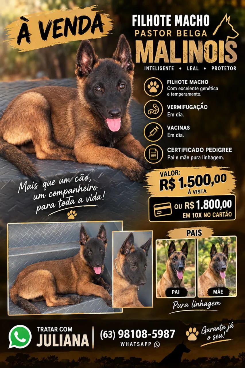 Pastor belga de malinois  - Foto 3