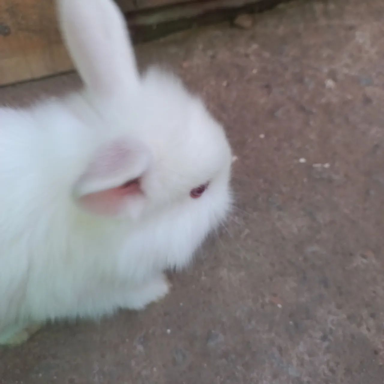 Coelhinhos 
