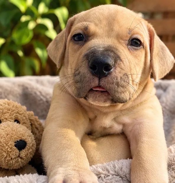 Vendo Cachorro pit bull American bully  - Foto 3