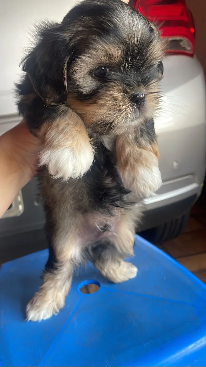 Filhotes de shih tzu 