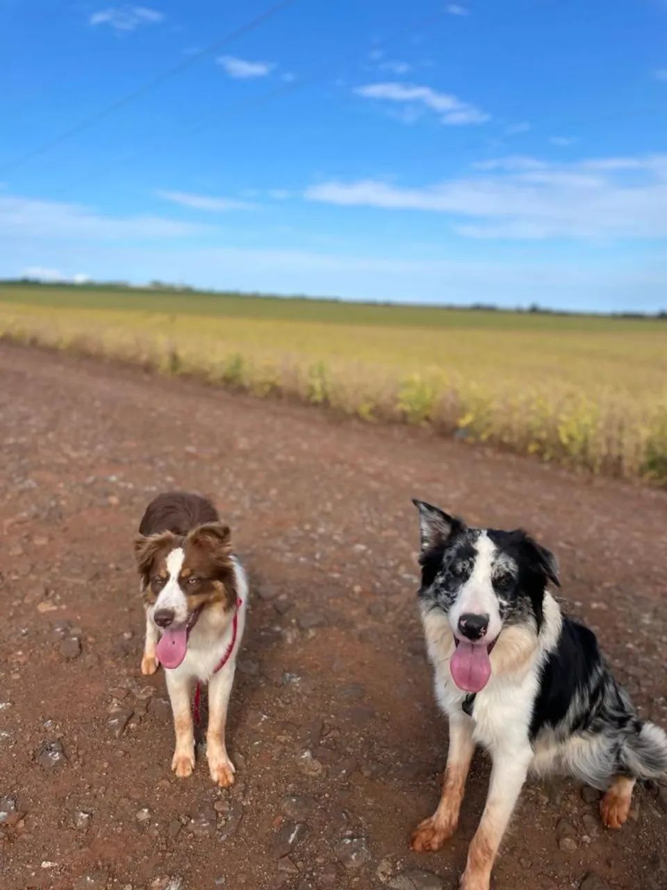 Casal de Border Collie  - Foto 2