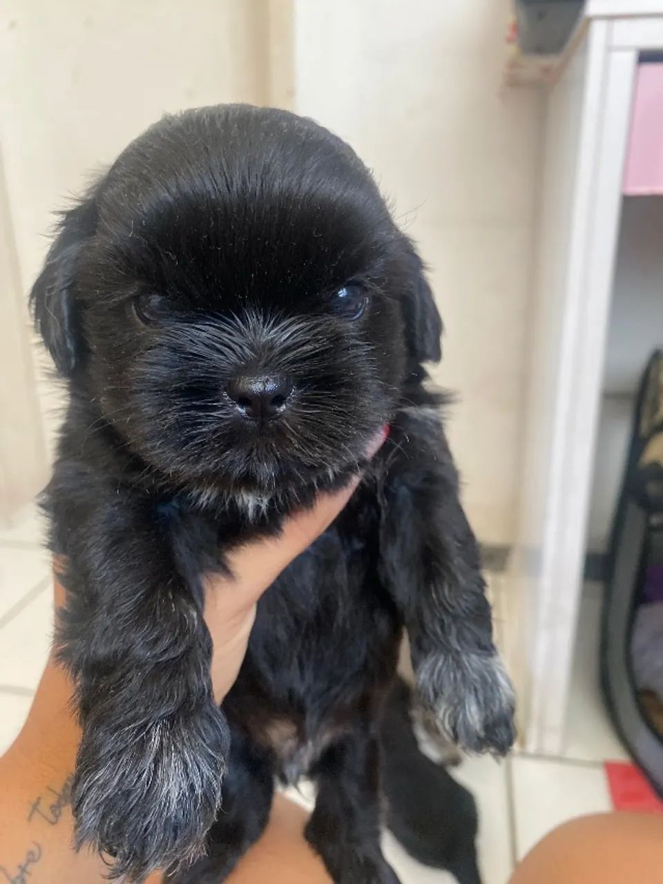 Cachorro - Foto 3