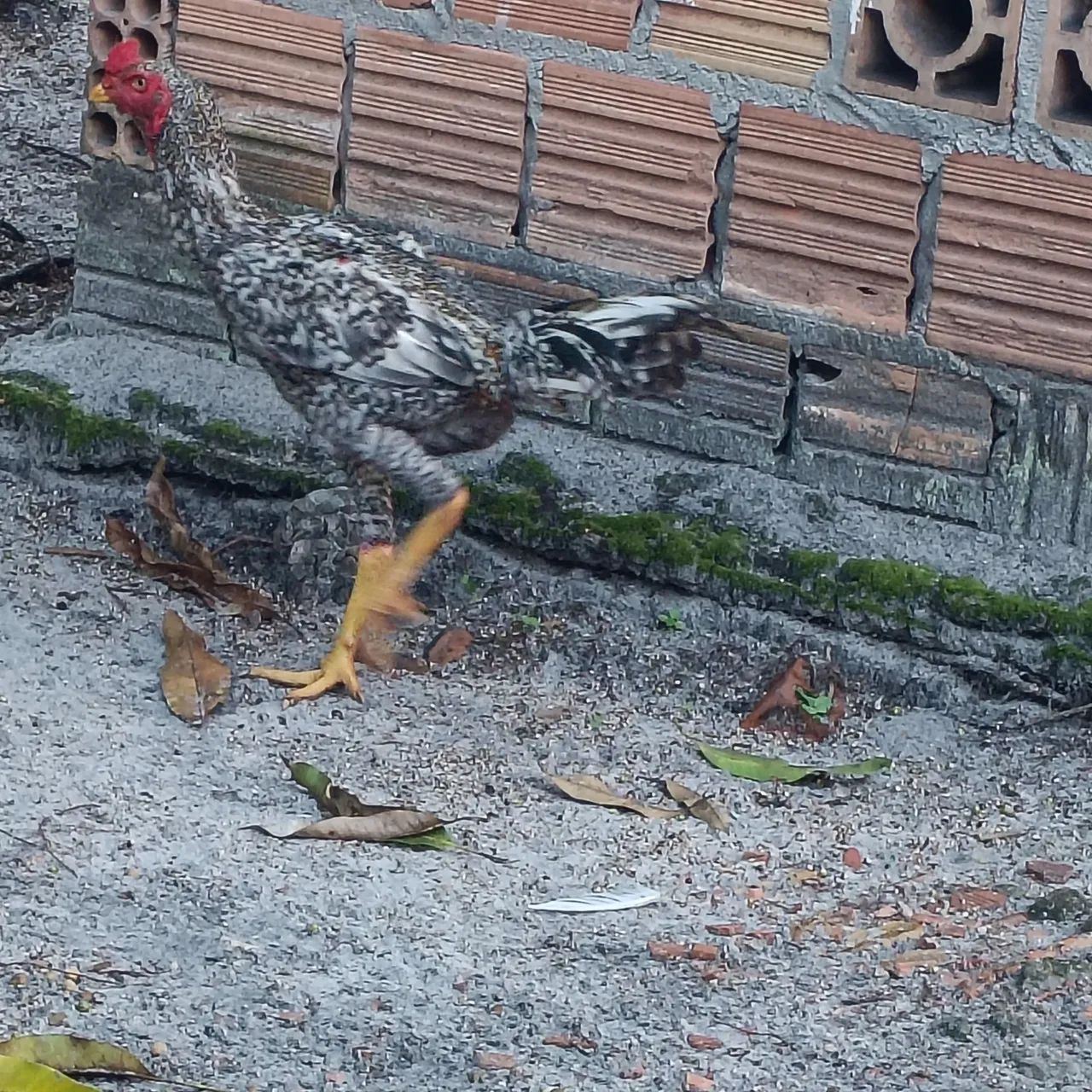 Frango mura - Foto 4