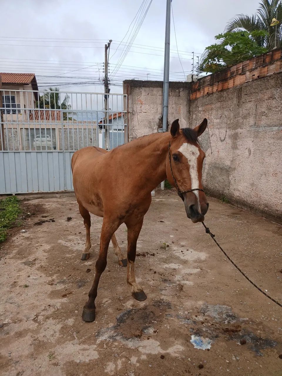 Potro caminhado top
