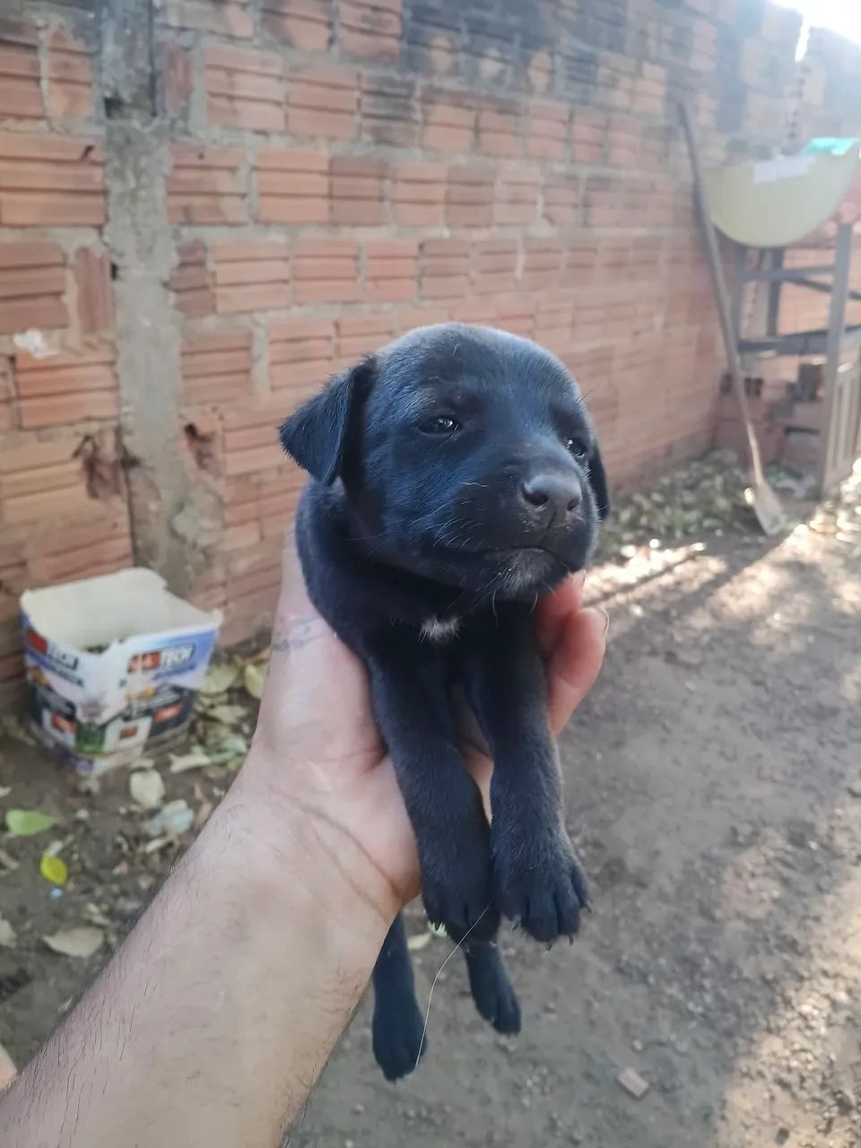 Doação responsável  - Foto 3