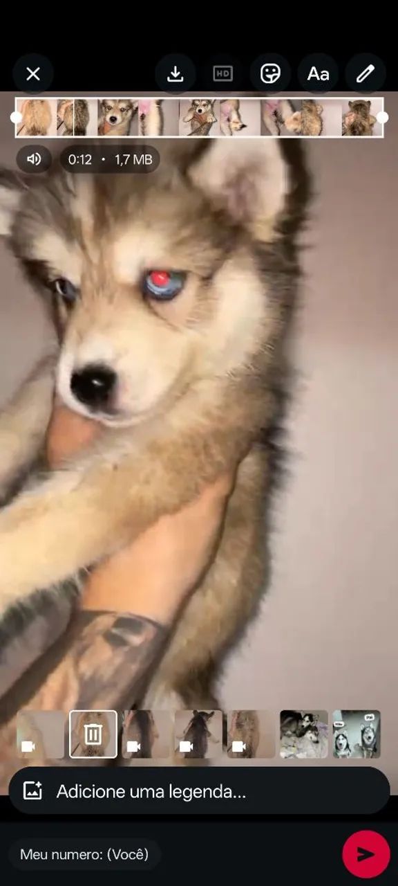 Husky Siberiano - Foto 4