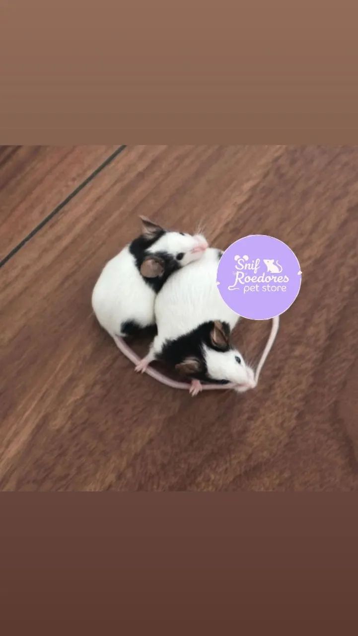 Topolinos puros - Foto 3